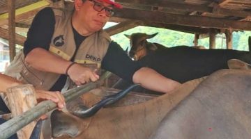 Cegah PMK, Bidang Peternakan Dinas PKP Parepare Gelar Vaksinasi Terpadu di Lumpue